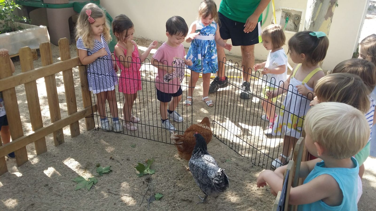 Taller de Taller con animales 3