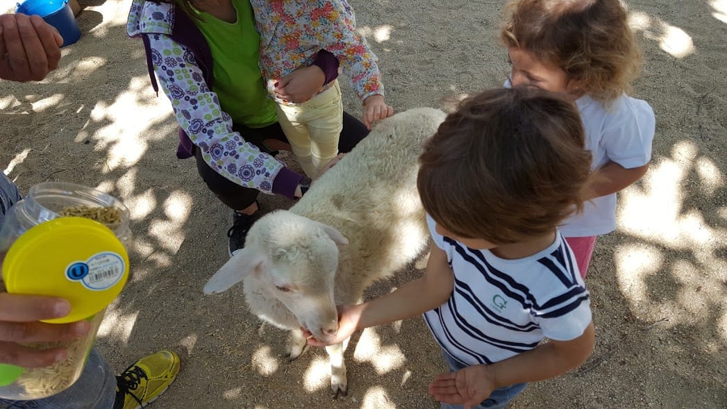 Taller de Taller con animales 5