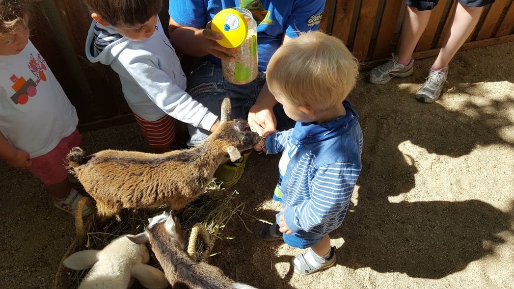 Taller de Taller con animales 4