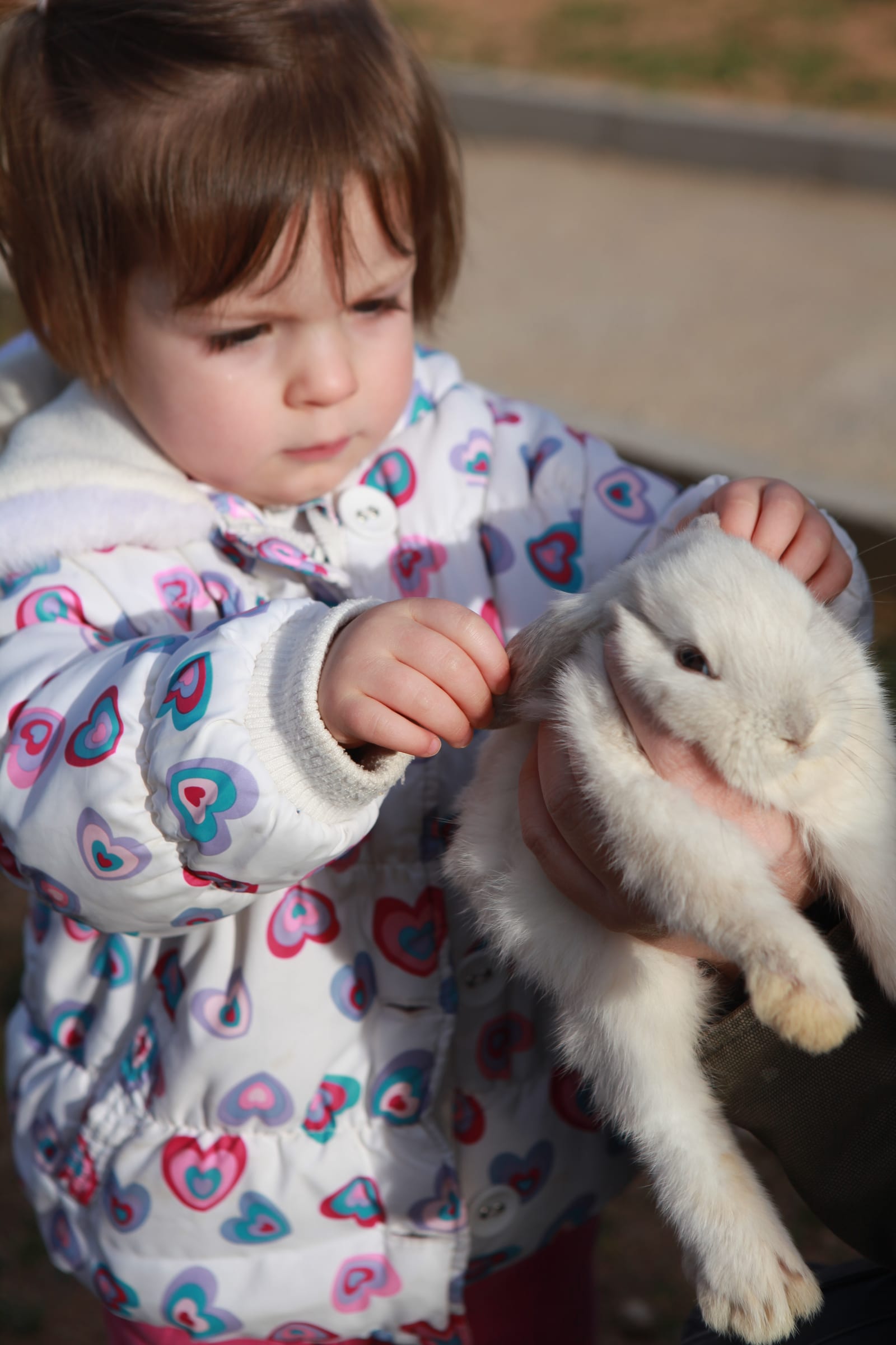 Taller de Taller con animales para niños en la Escuela Infantil Buen Consejo, Aravaca